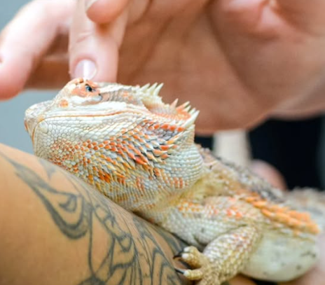 Criança na atividade educativa segurando uma Pogona.