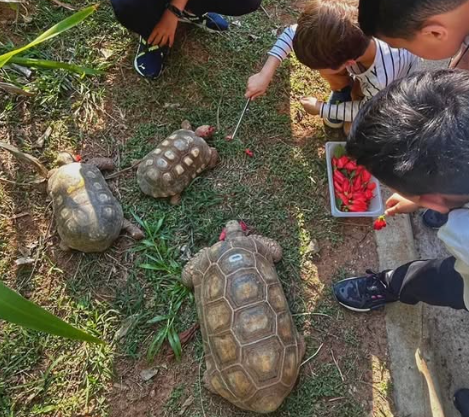 Crianças na atividade educativa alimentando jabutis.