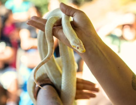 Pessoas na atividade educativa segurando uma serpente albina.