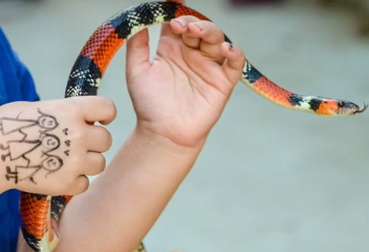 Criança na atividade mão na cobra e outros bichos segurando uma Oxyrhopus guibei.