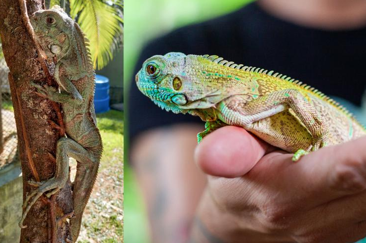 Notícia: Iguana Barbecue...