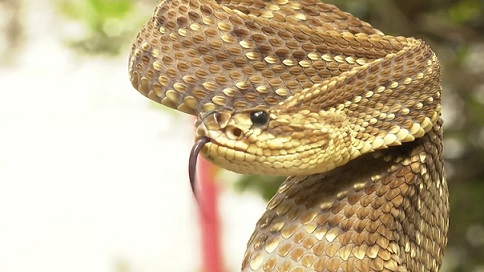 Notícia: repelente natural para cobras