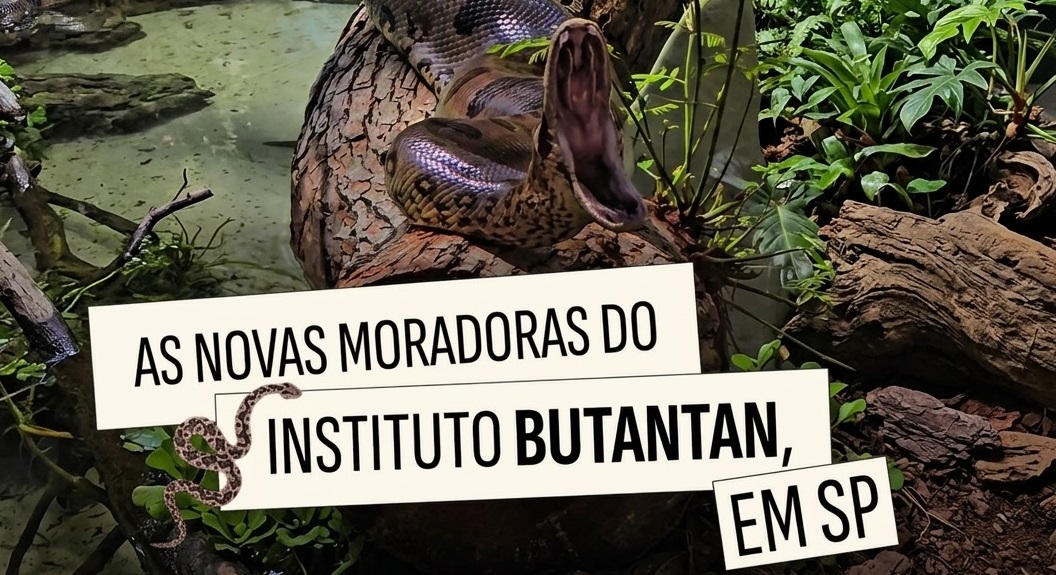Imagem da Notícia: sucuri gigante