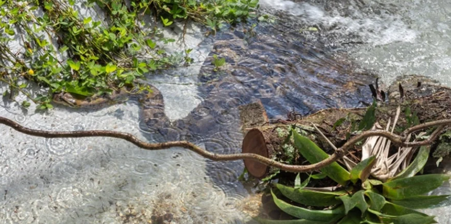 Foto da Notícia Butantan inaugura recinto de anacondas com visitação aberta ao público
