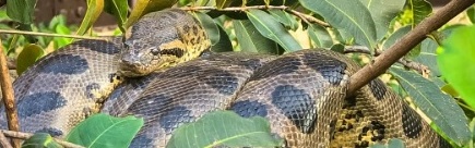 Novas moradoras gigantes surpreendem pesquisadores.